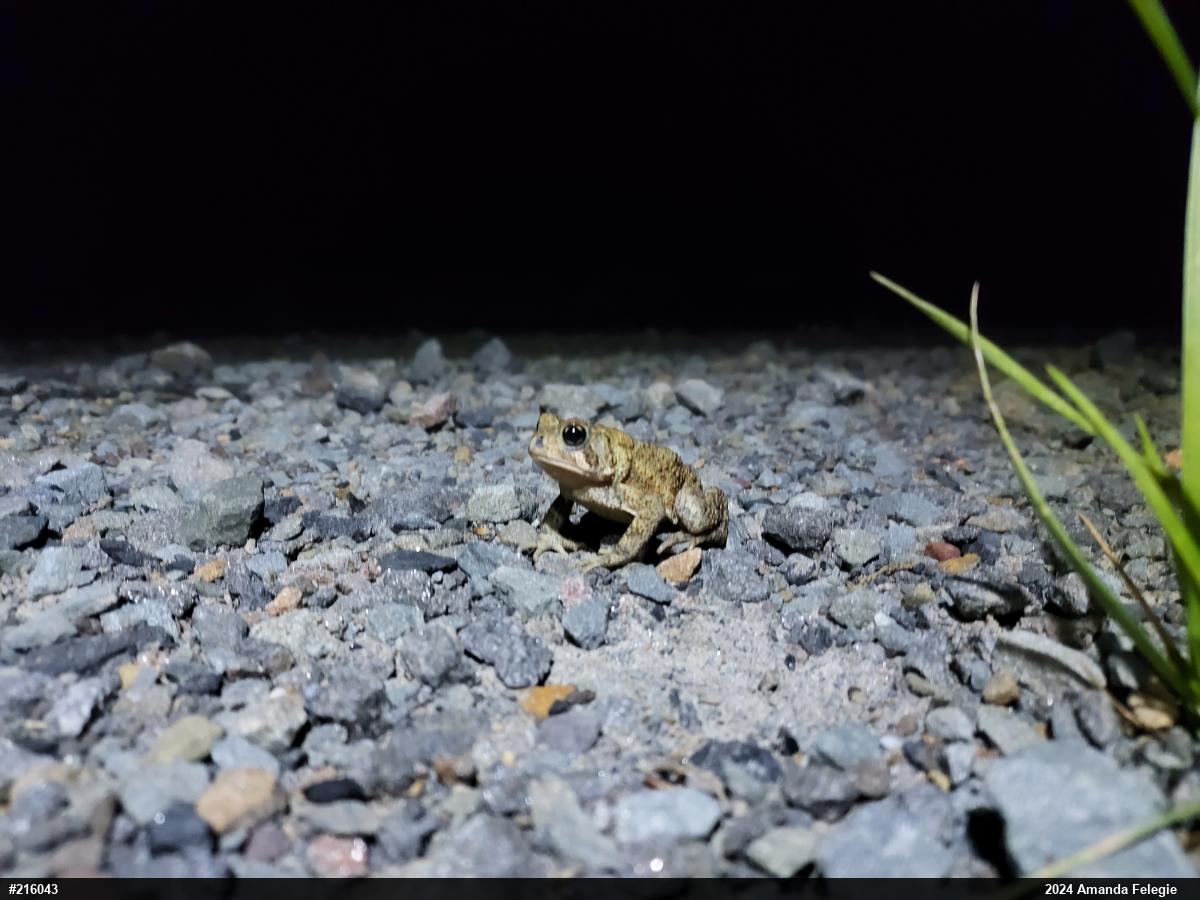 Eastern American Toad