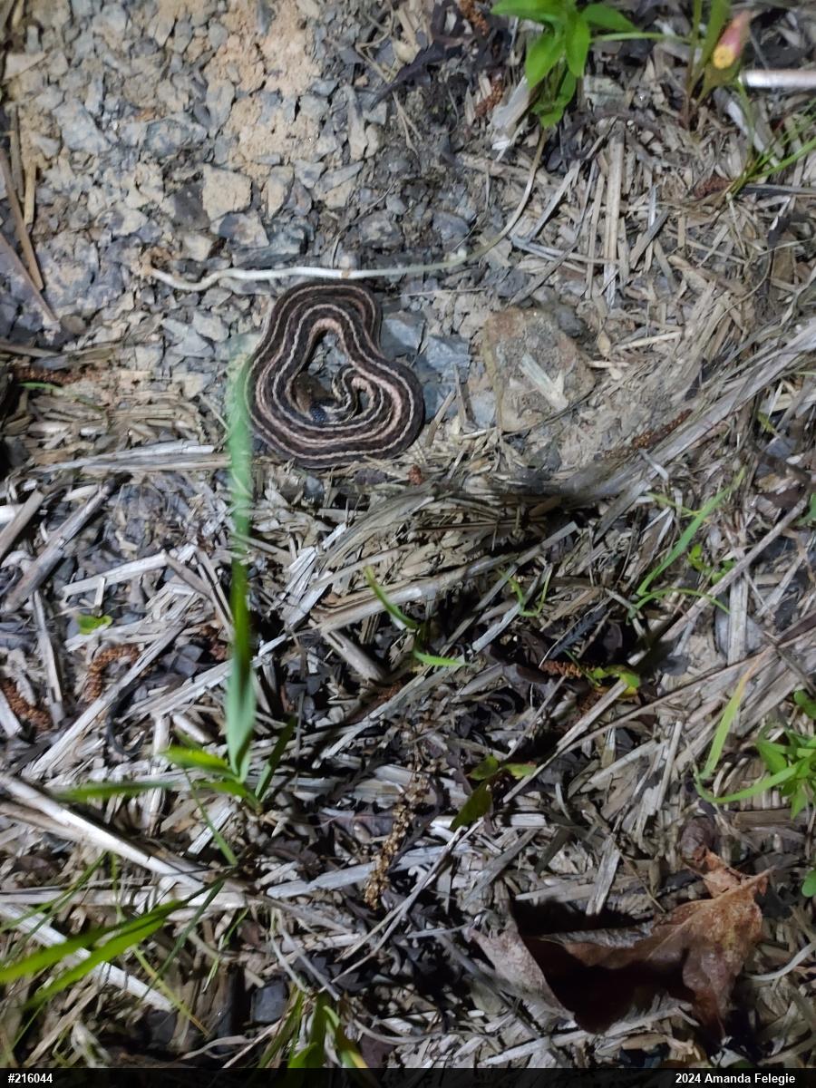 Eastern Gartersnake