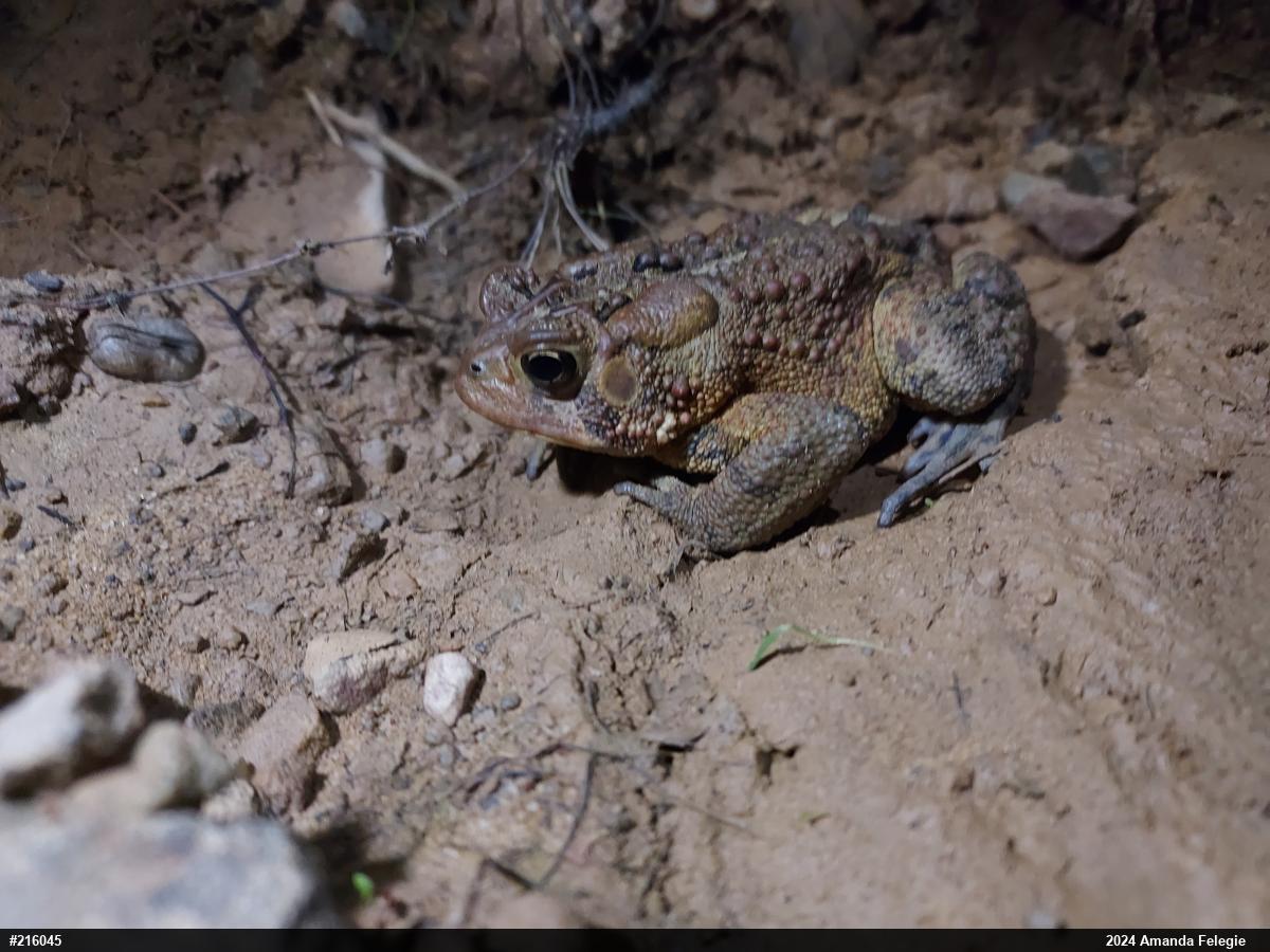 Eastern American Toad