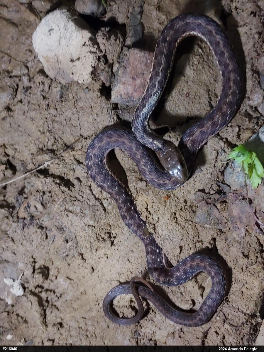 Eastern Gartersnake