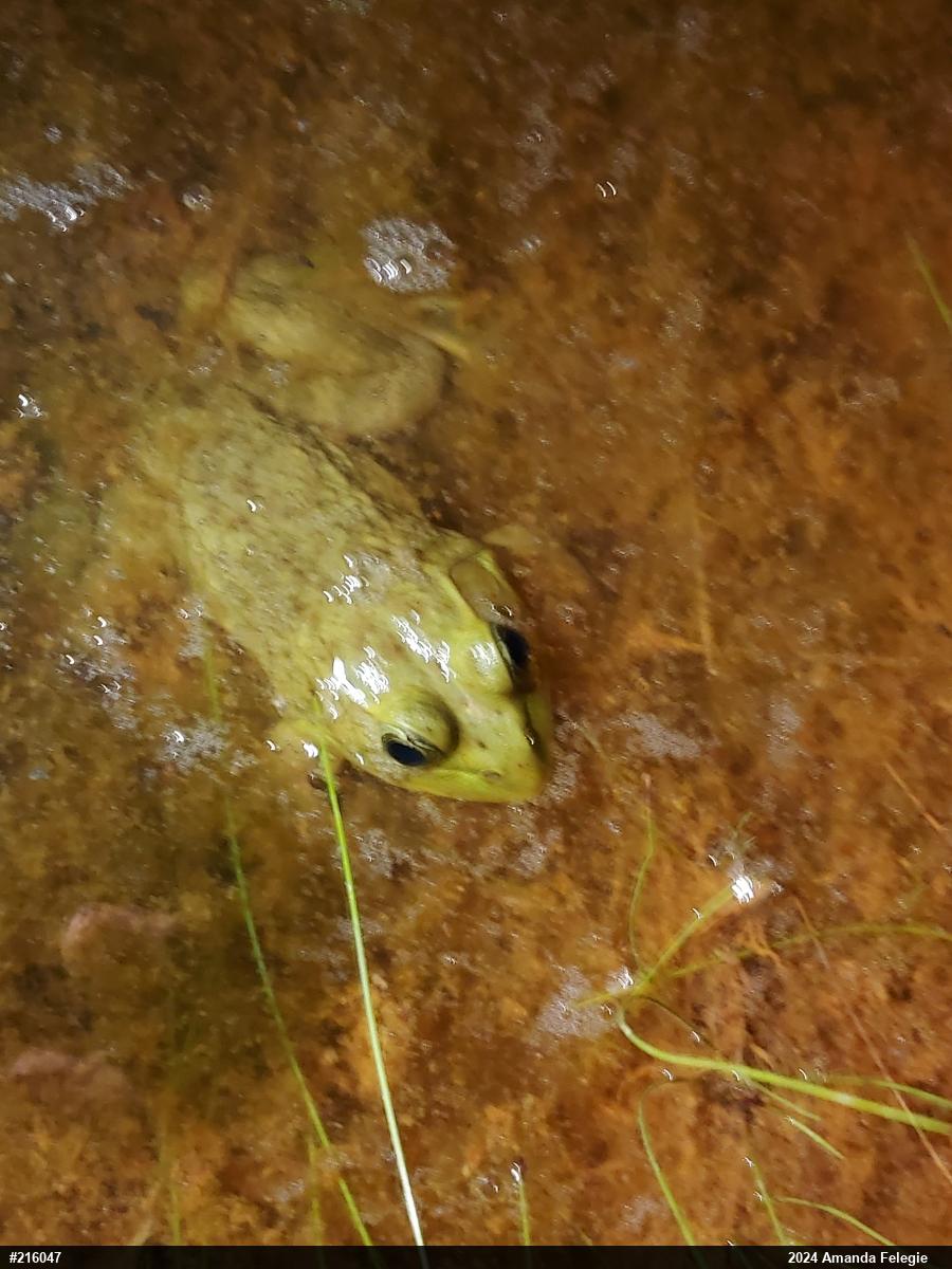 American Bullfrog