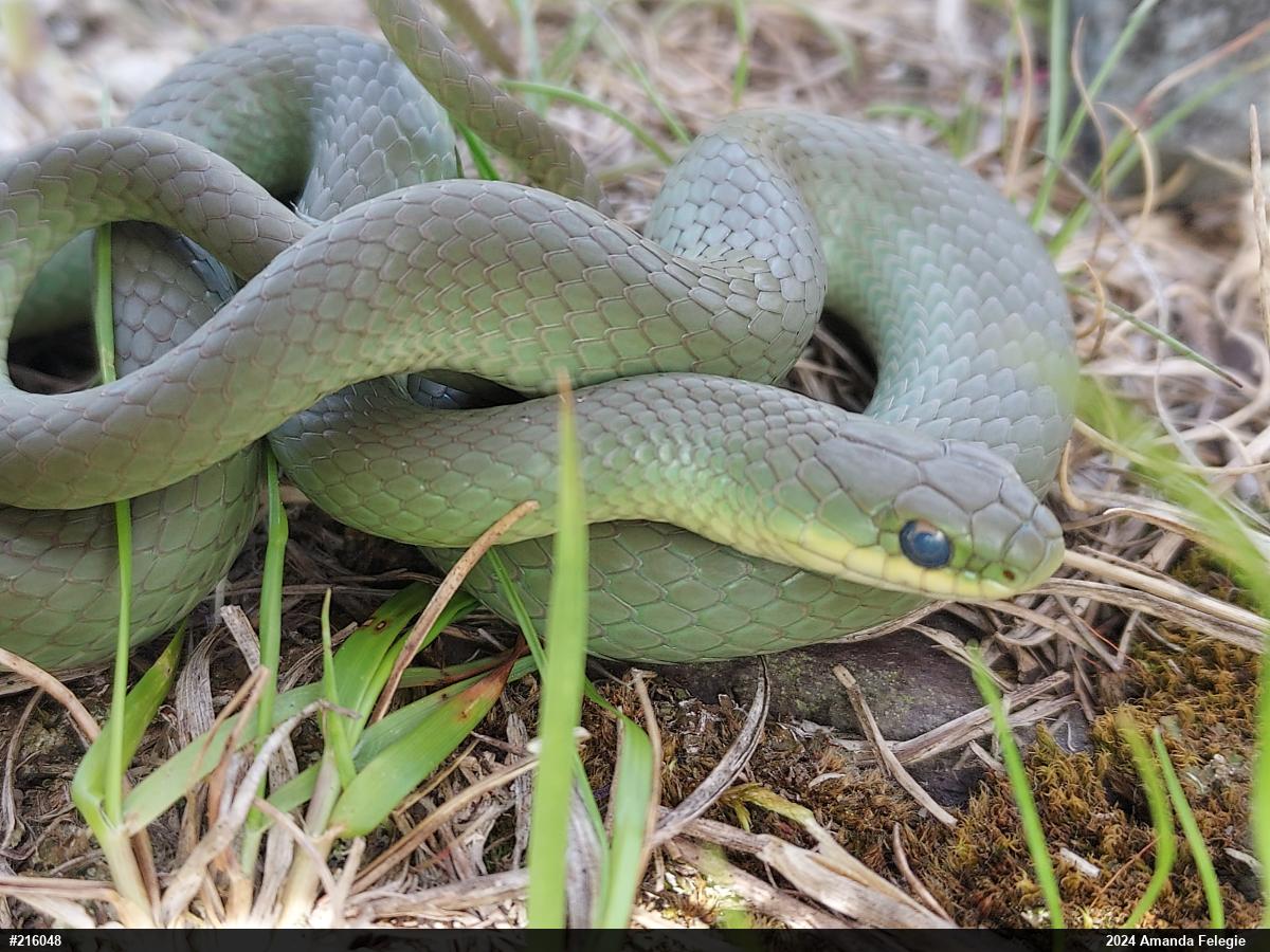 Smooth Greensnake