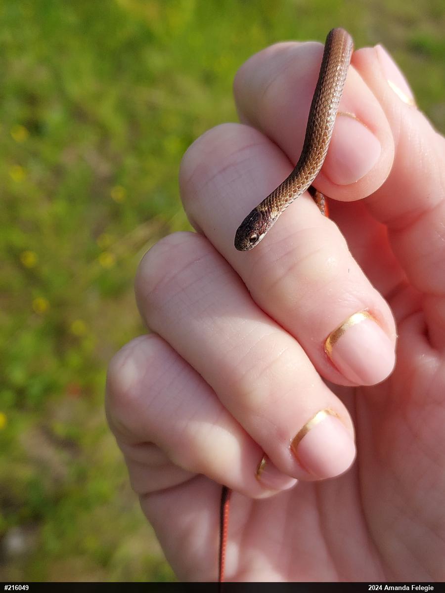 Red-bellied Snake