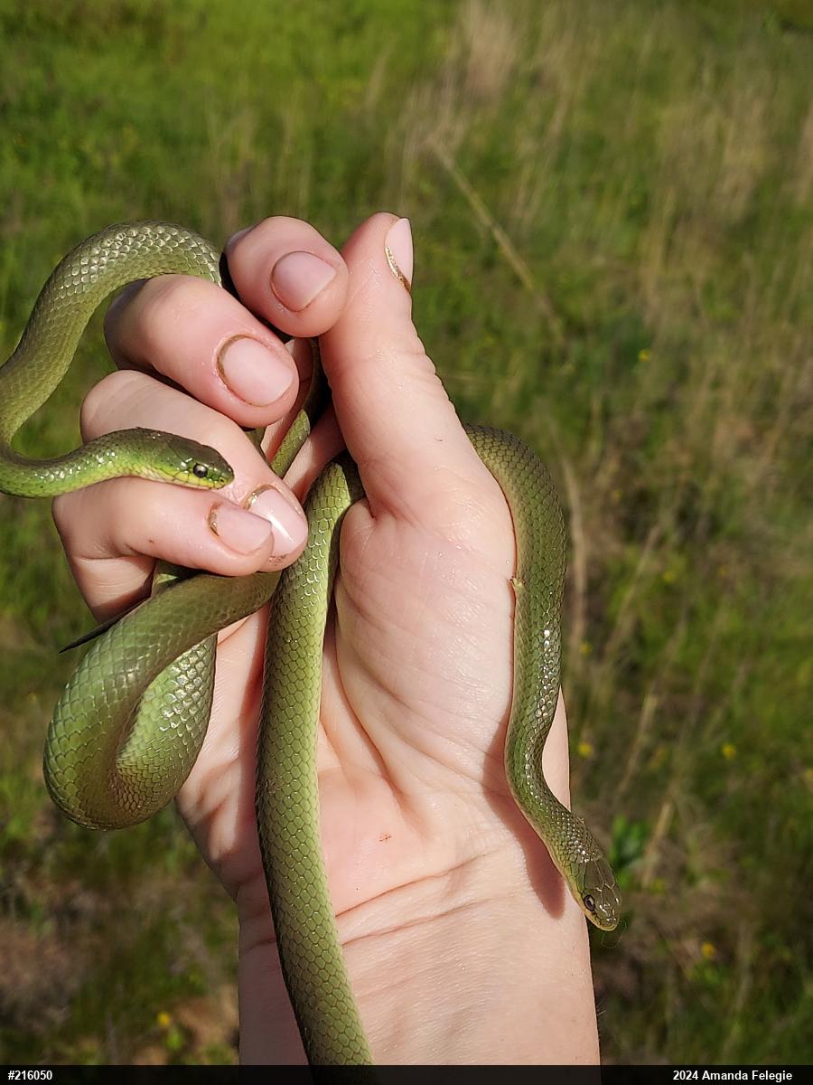 Smooth Greensnake