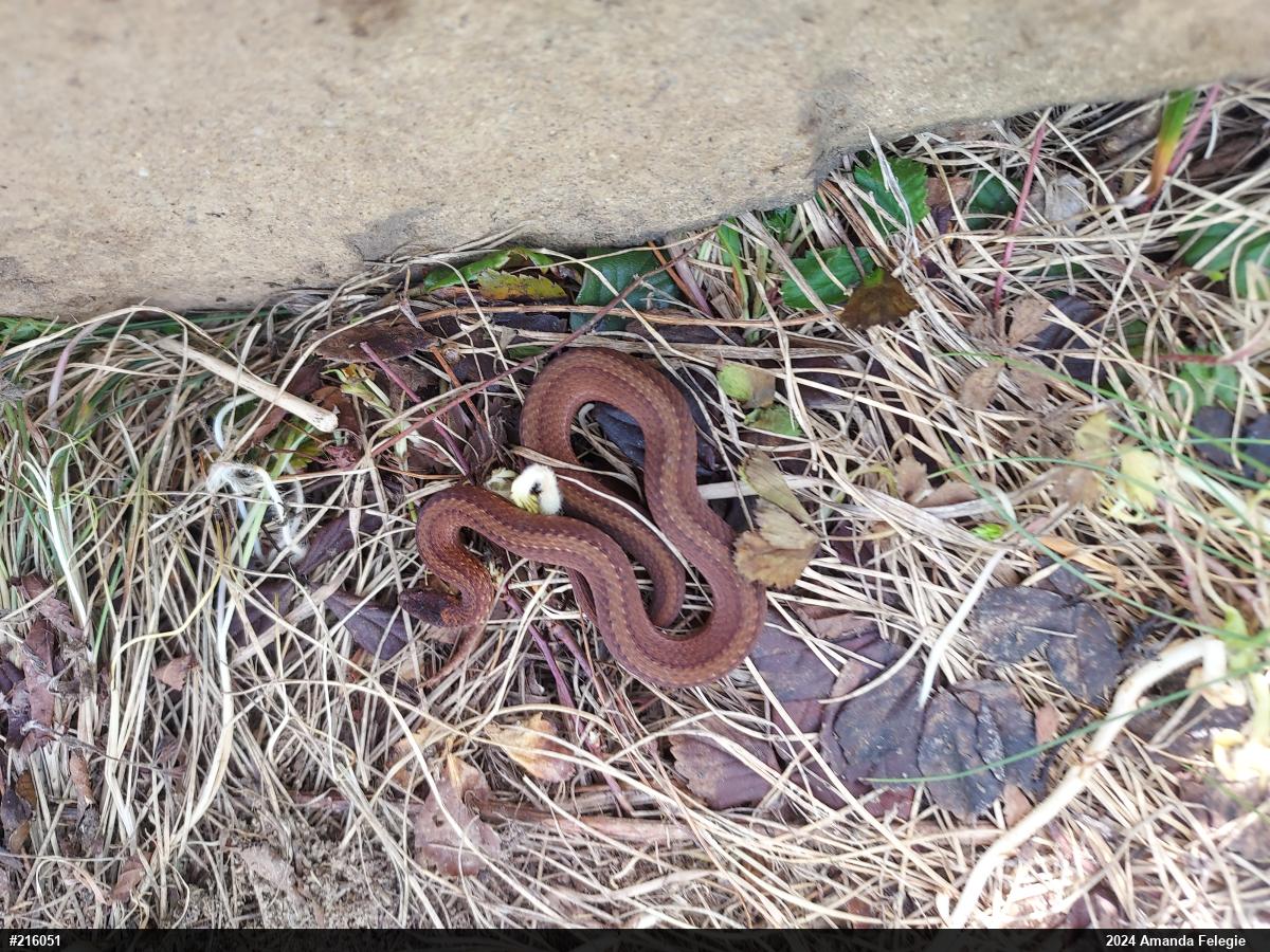 Red-bellied Snake