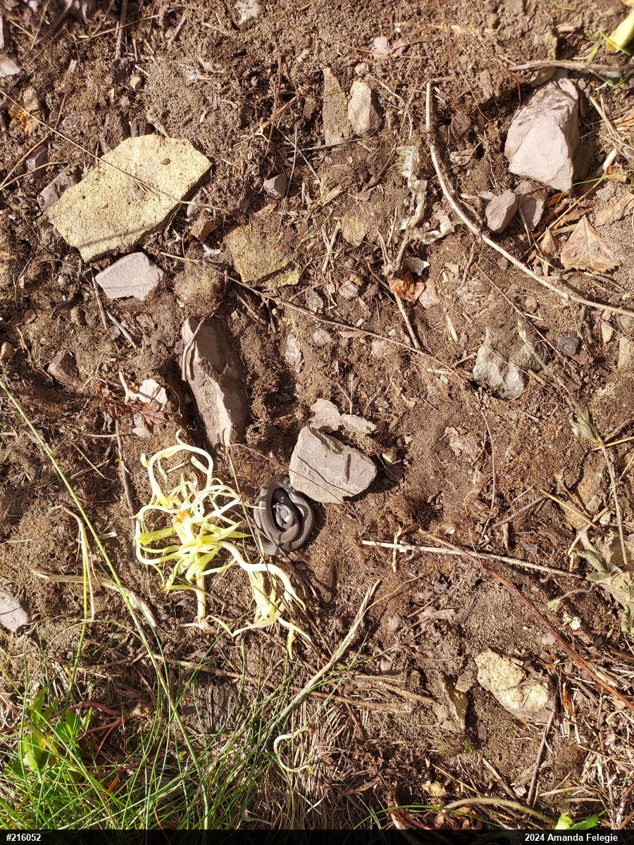 Northern Ring-necked Snake