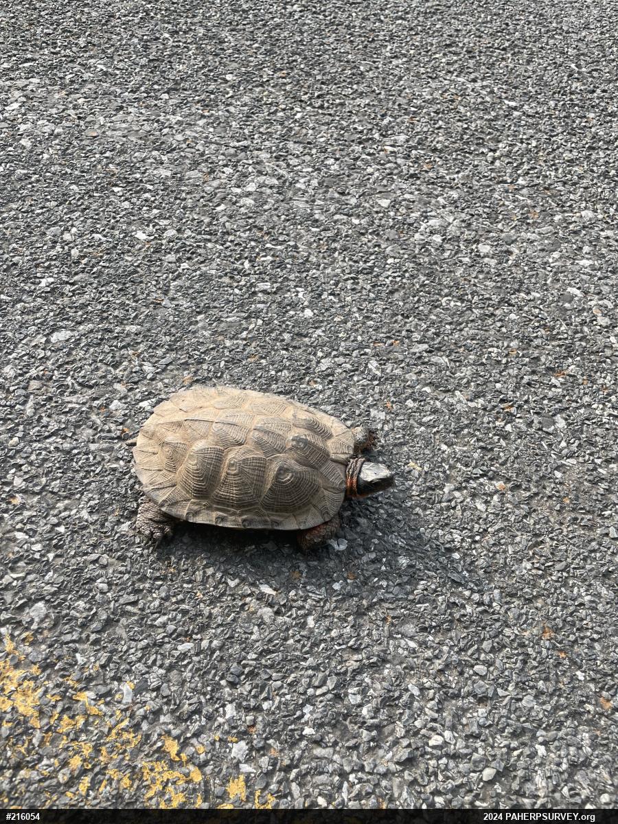 Wood Turtle