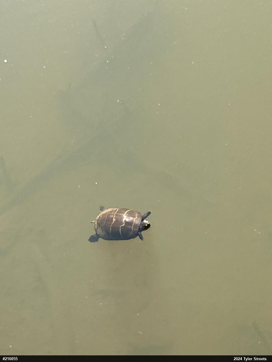 Eastern Painted Turtle