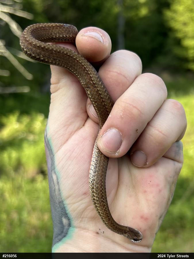 Red-bellied Snake
