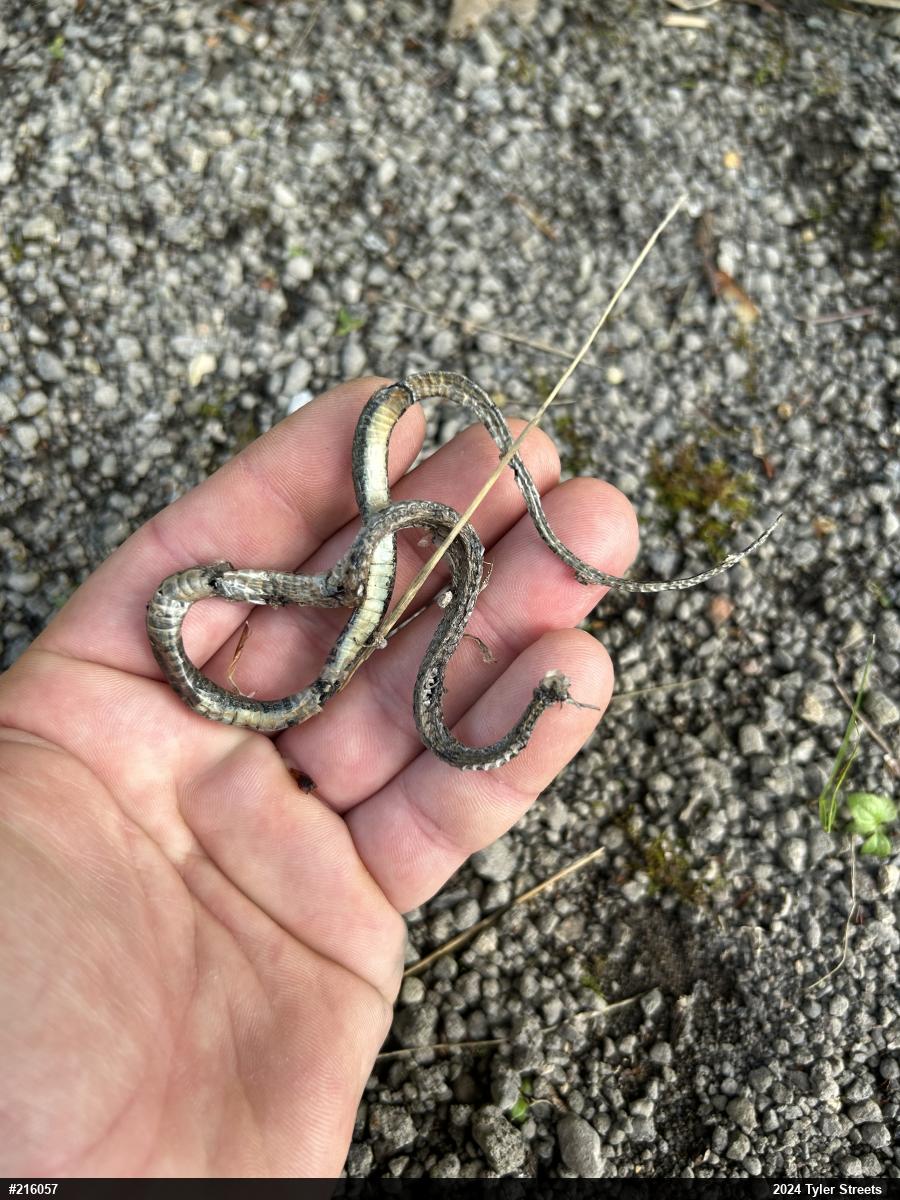 Red-bellied Snake