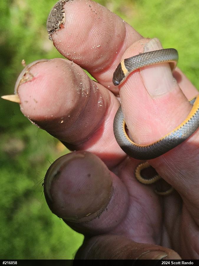 Northern Ring-necked Snake