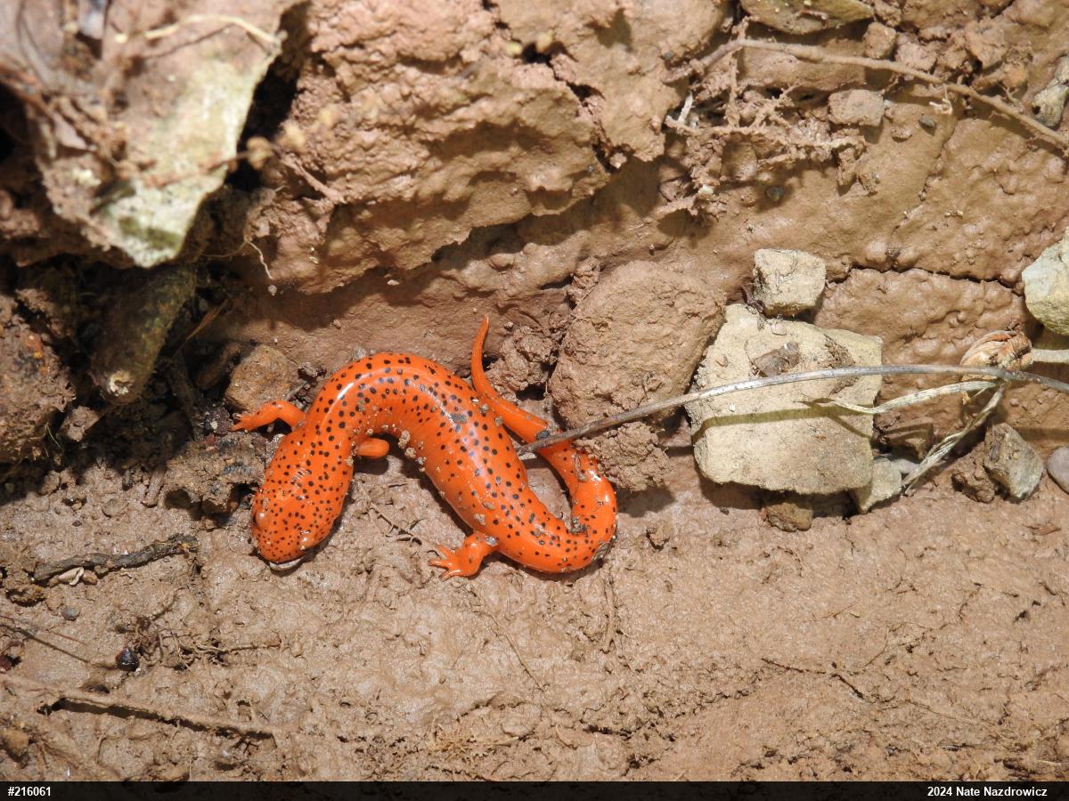 Northern Red Salamander