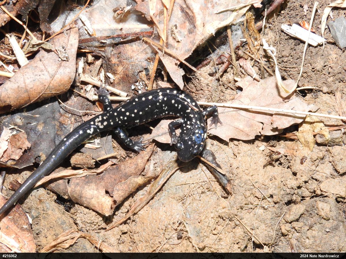 Northern Slimy Salamander
