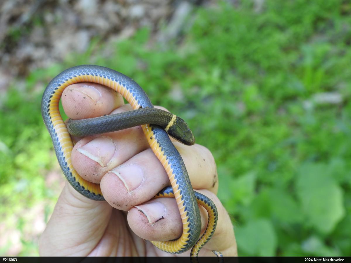 Northern Ring-necked Snake