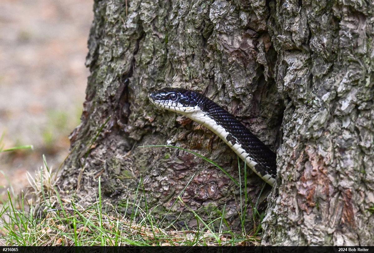 Eastern Ratsnake