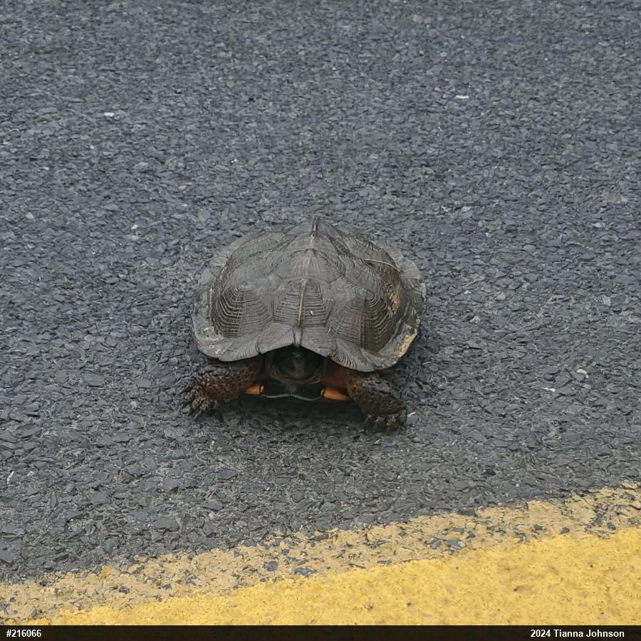 Wood Turtle