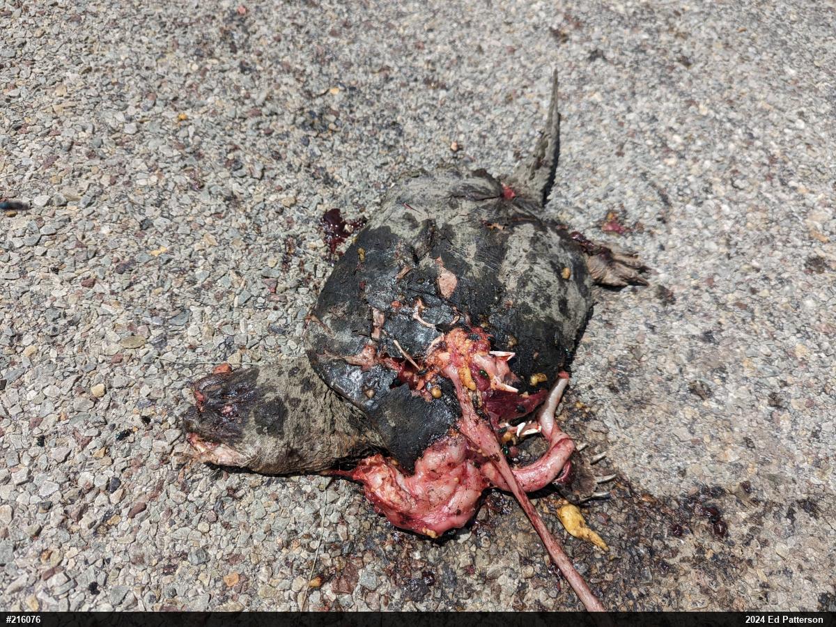 Snapping Turtle