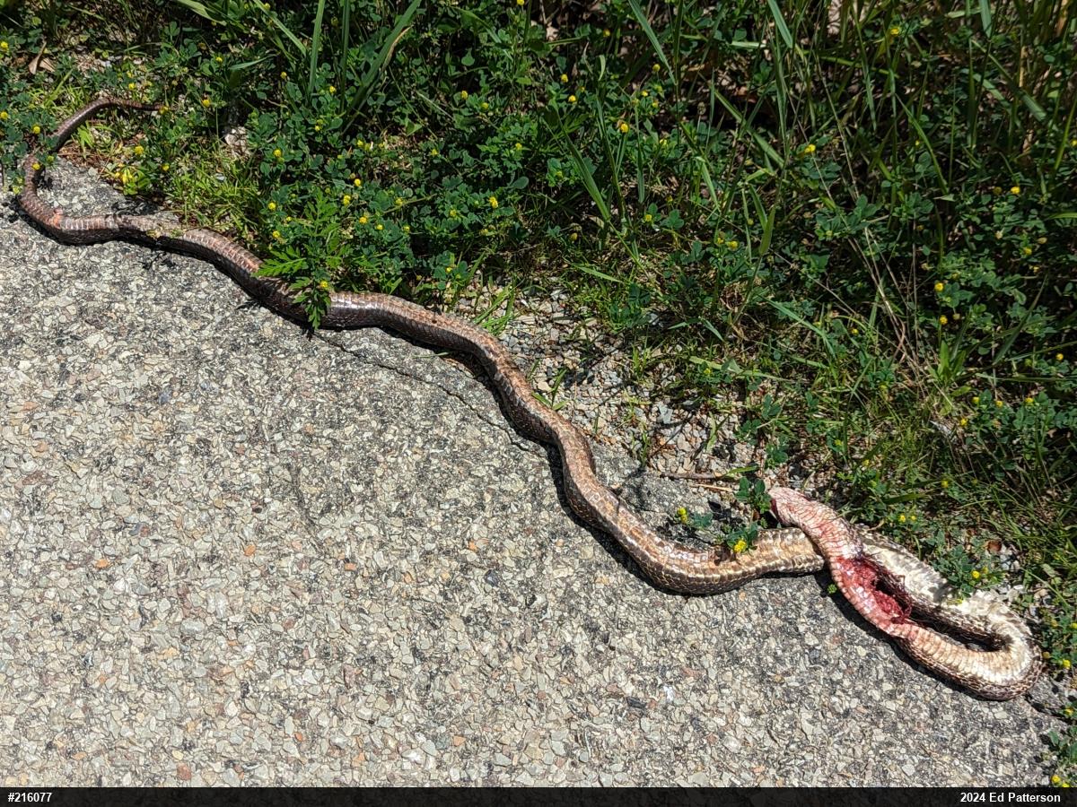 Eastern Ratsnake