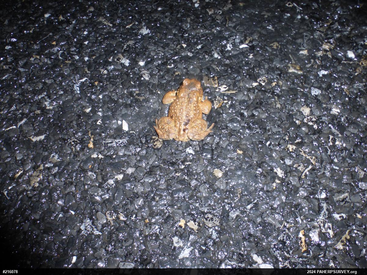 Eastern American Toad