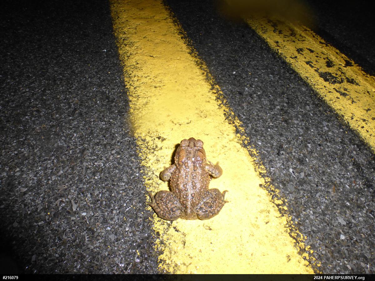Eastern American Toad