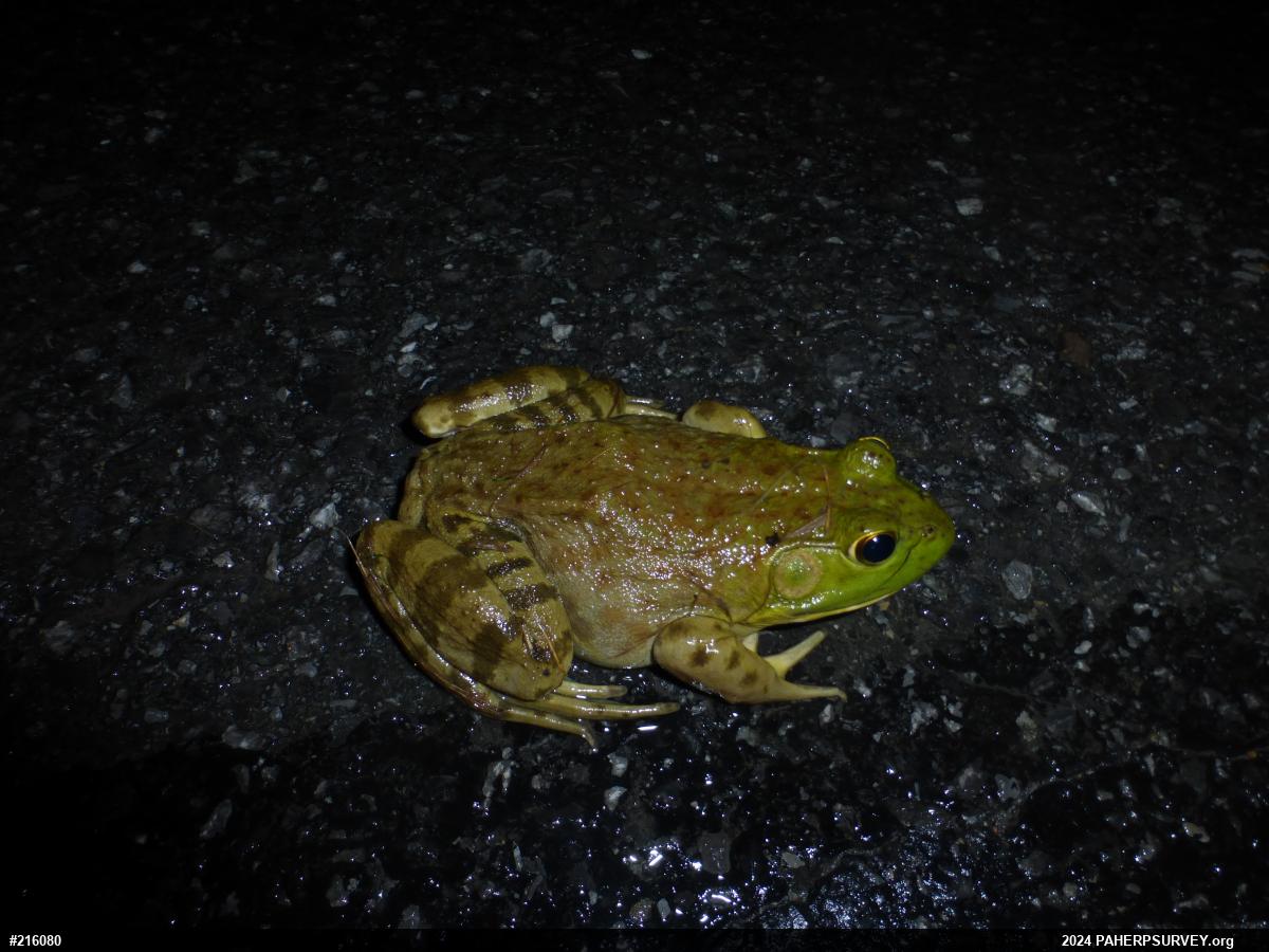 American Bullfrog