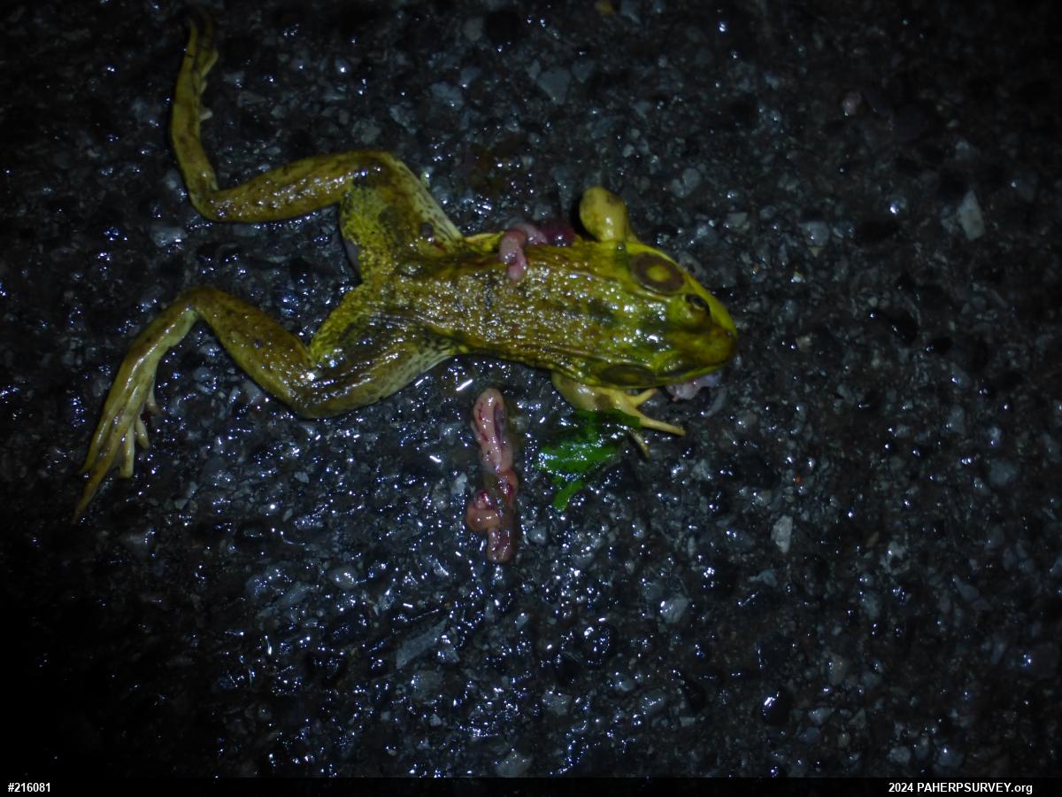 Green Frog