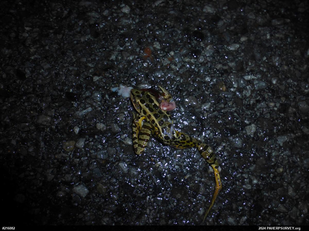 Pickerel Frog