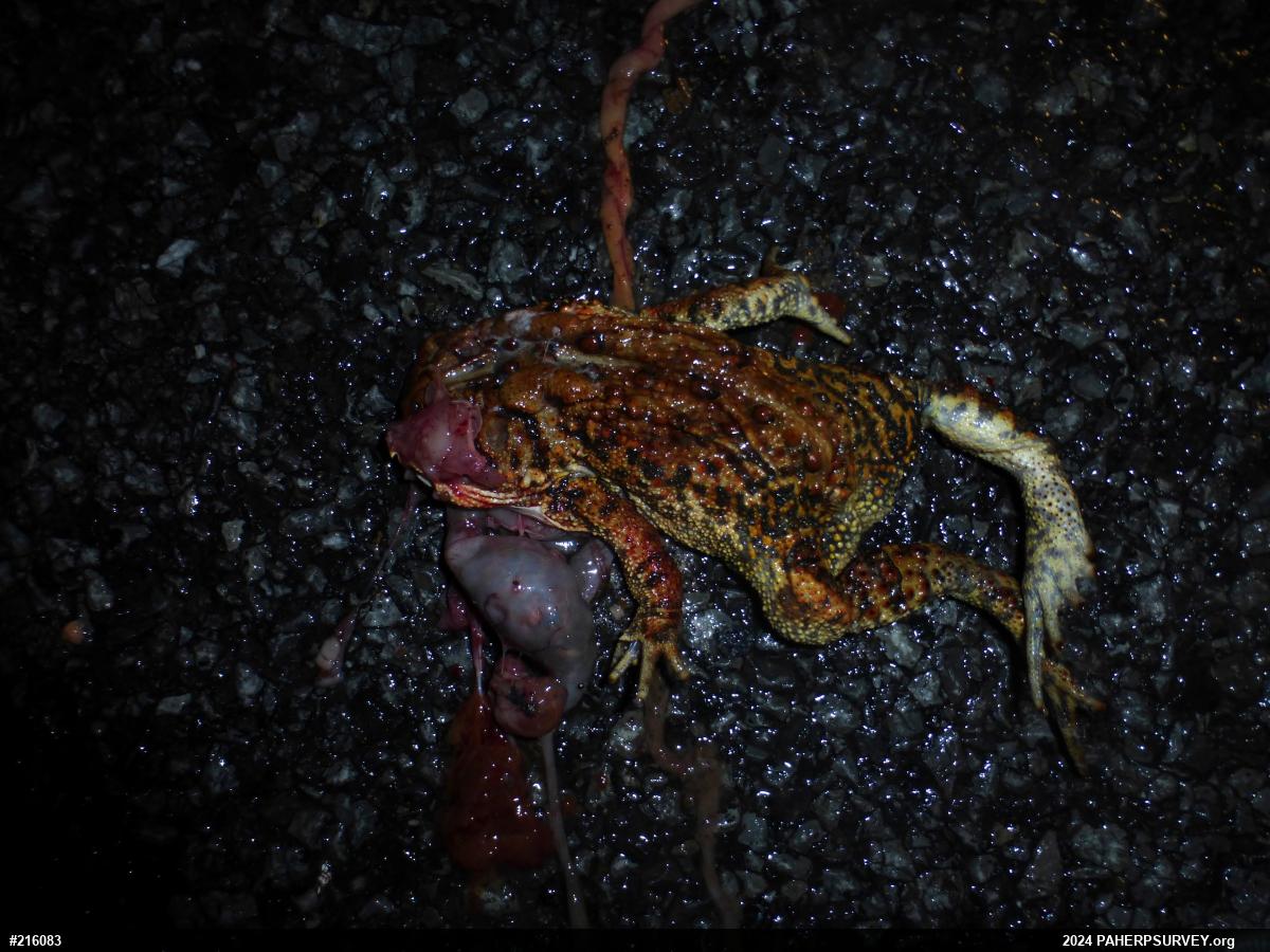 Eastern American Toad