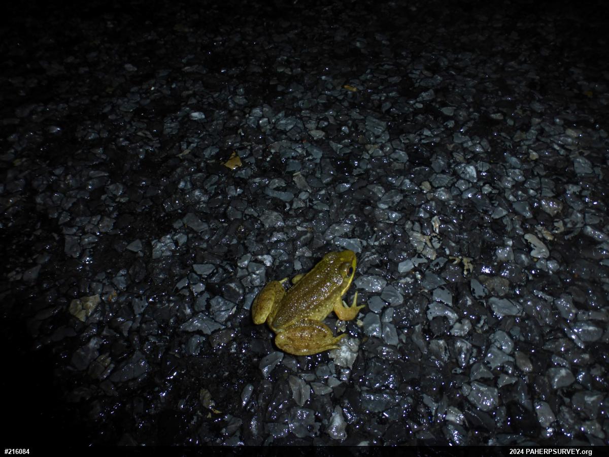 American Bullfrog