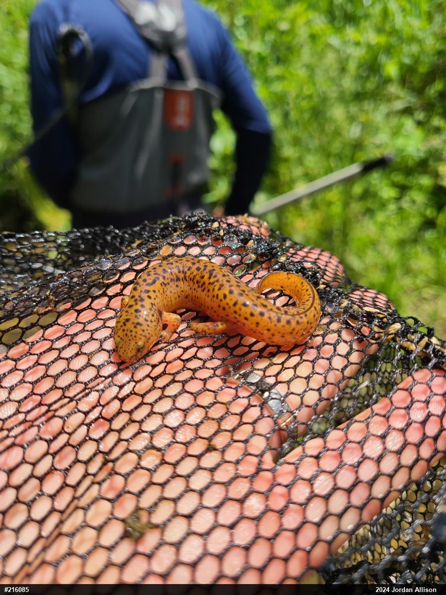 Northern Red Salamander