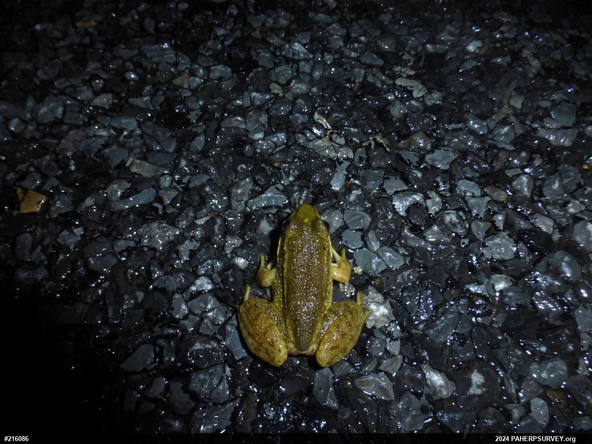 Green Frog