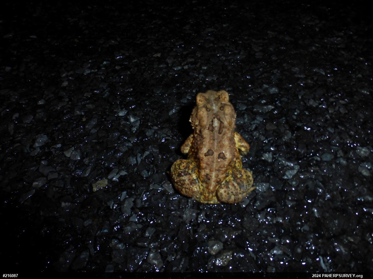 Eastern American Toad