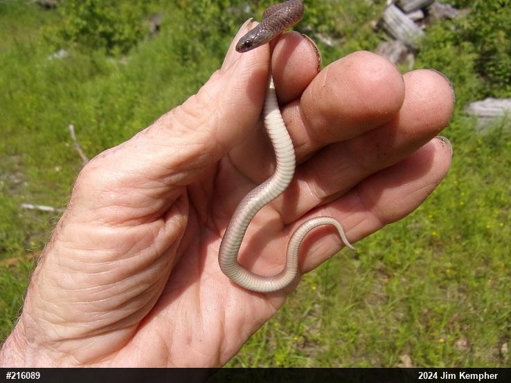 Mountain Earthsnake