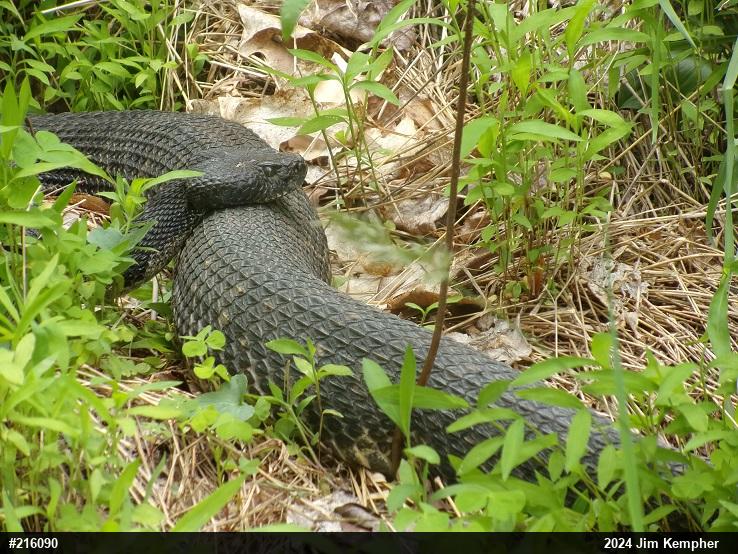 Timber Rattlesnake