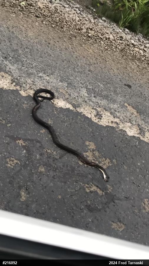 Eastern Ratsnake