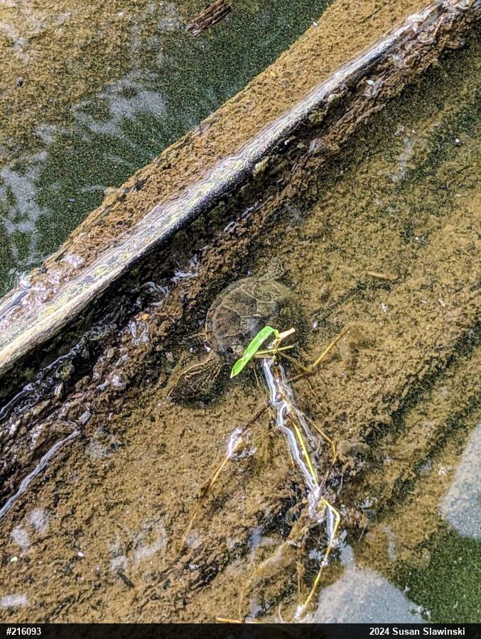 Eastern Musk Turtle