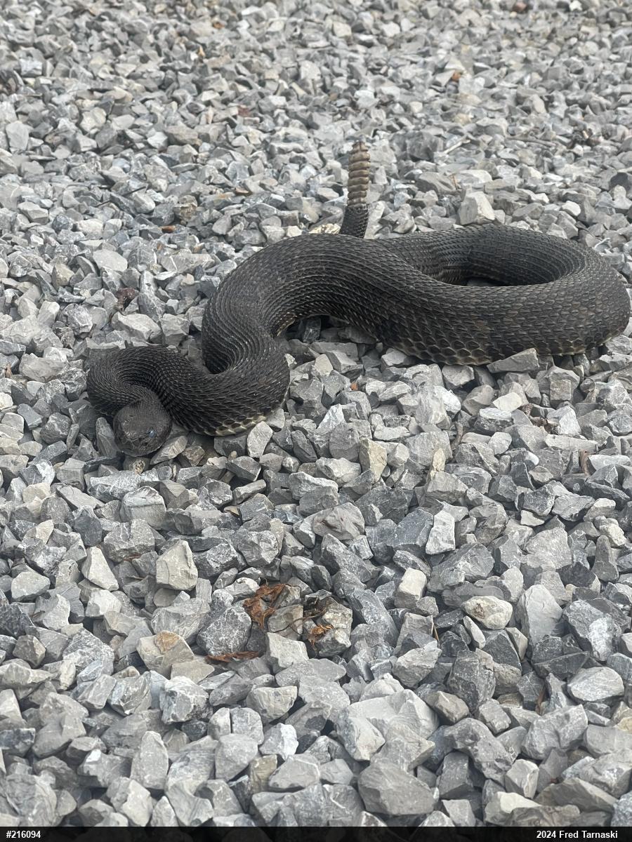 Timber Rattlesnake