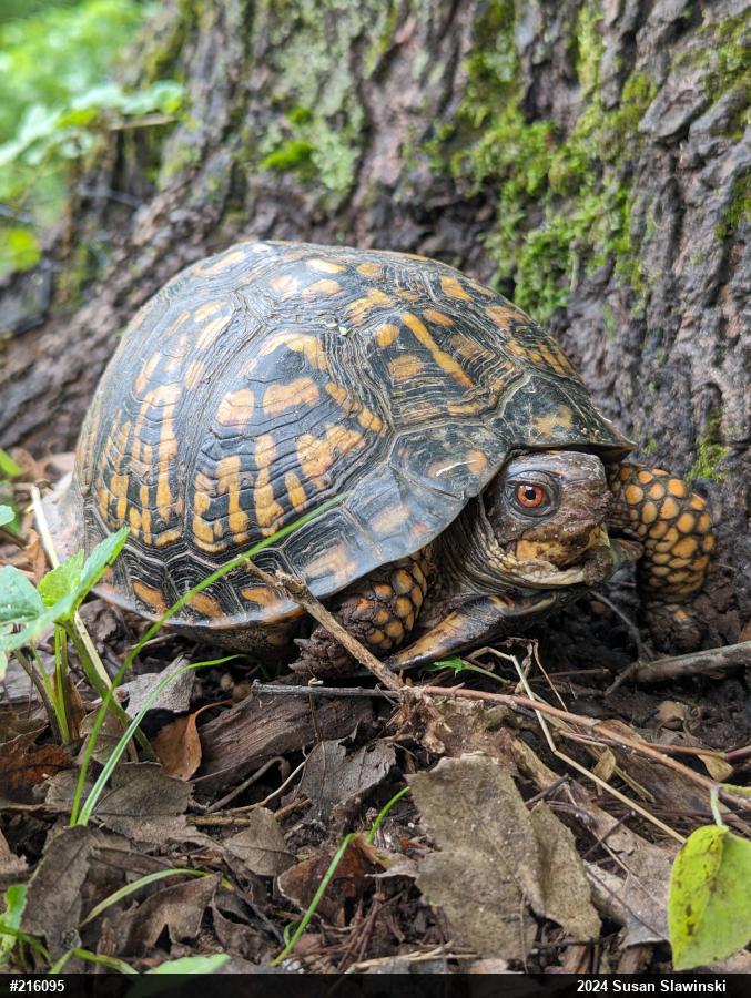 Eastern Box Turtle