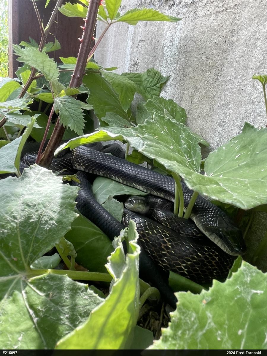 Eastern Ratsnake