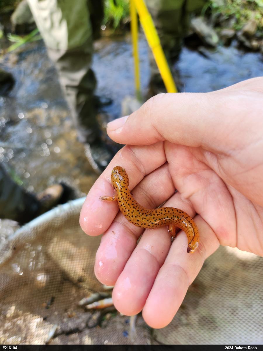 Northern Red Salamander