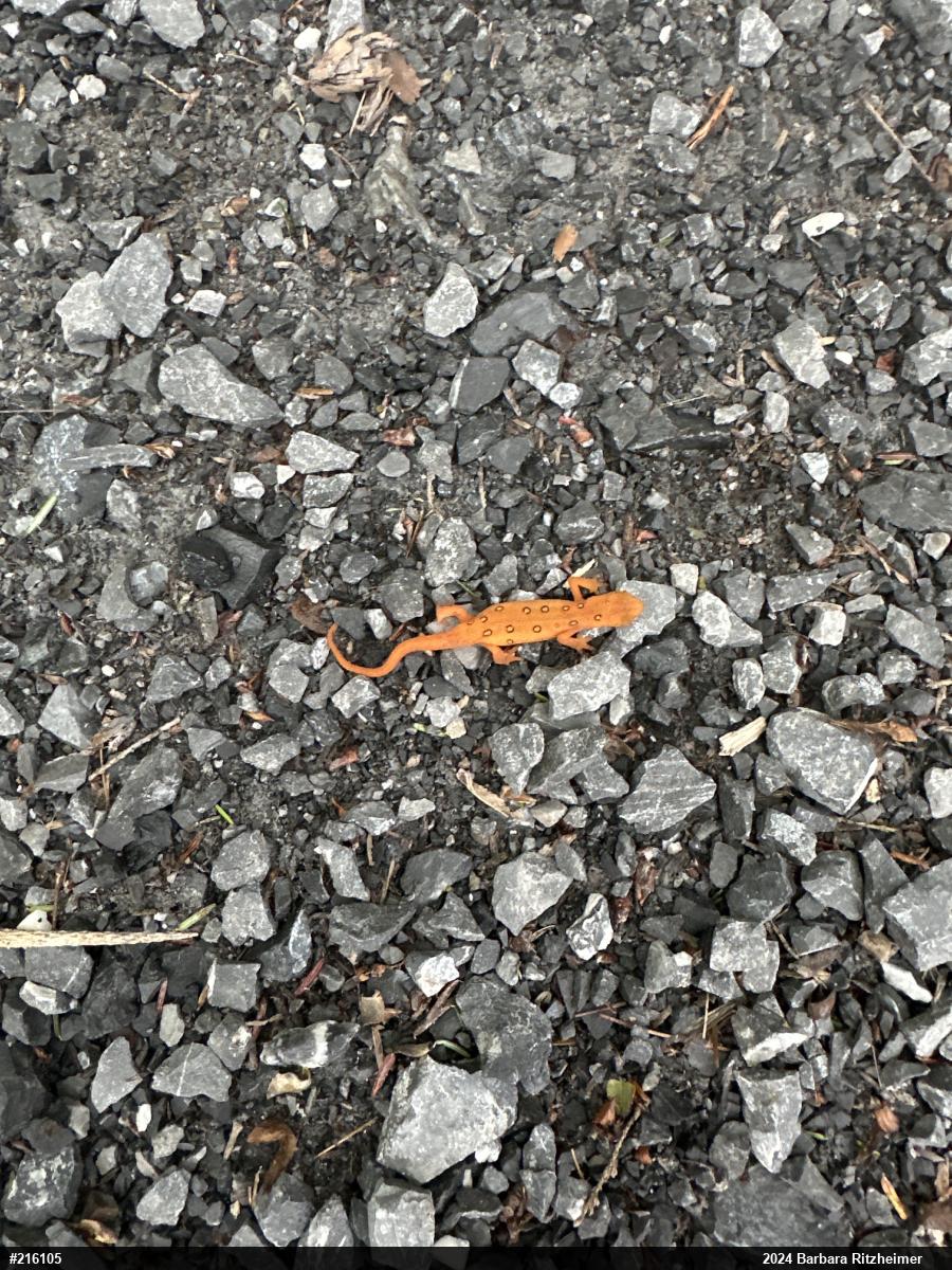 Red-spotted Newt