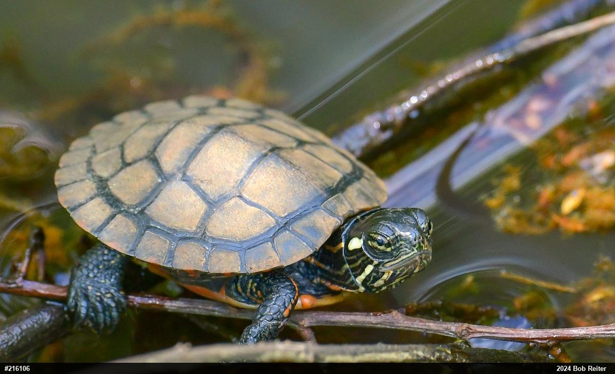 Painted Turtle