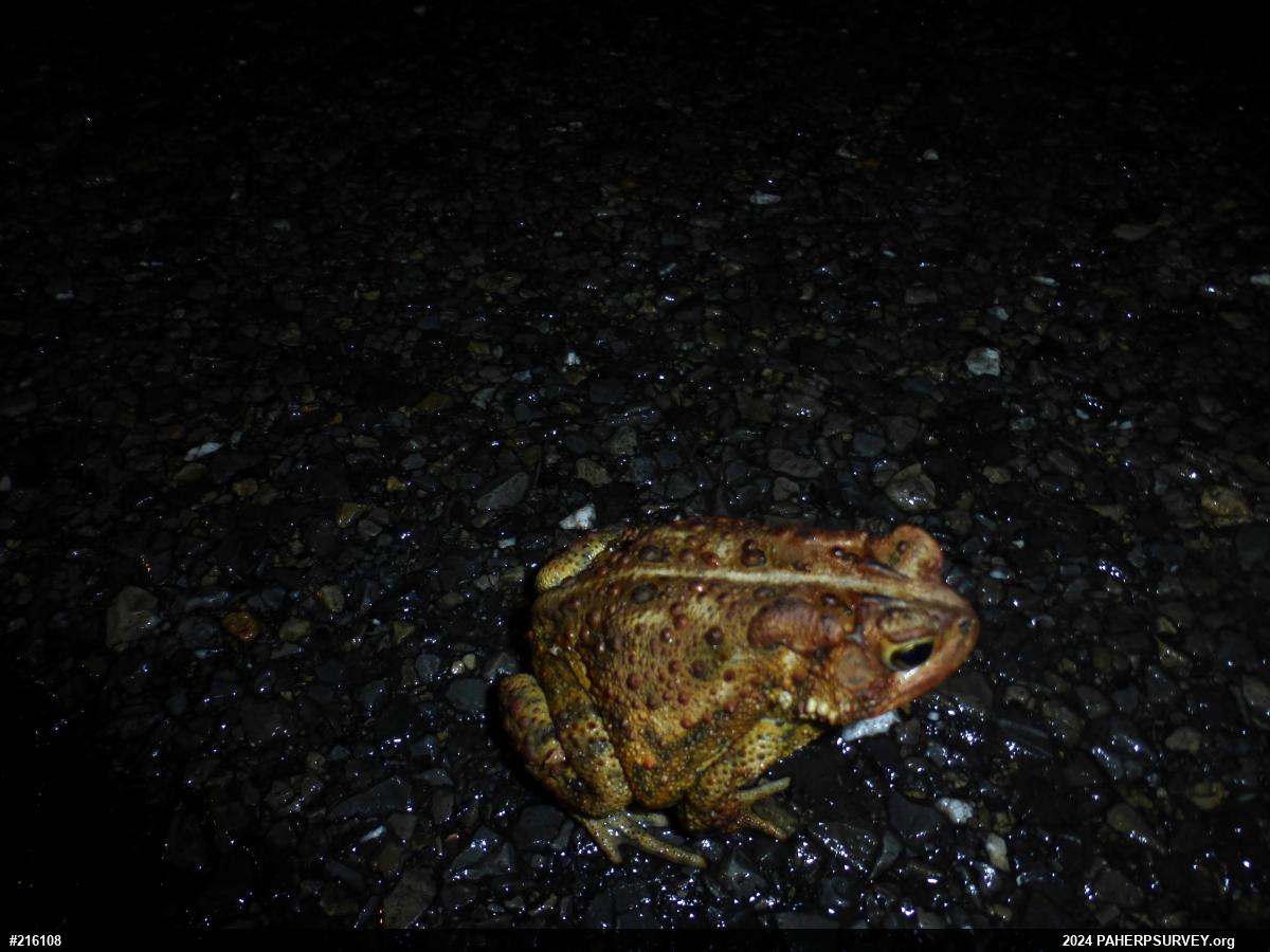 Eastern American Toad