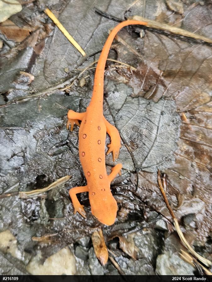 Red-spotted Newt