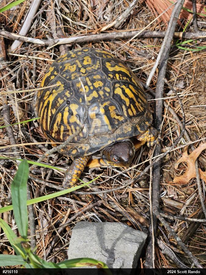 Eastern Box Turtle