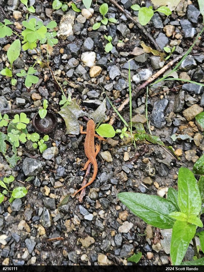 Red-spotted Newt