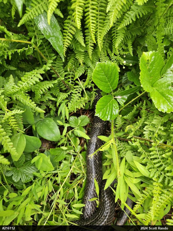 Eastern Ratsnake