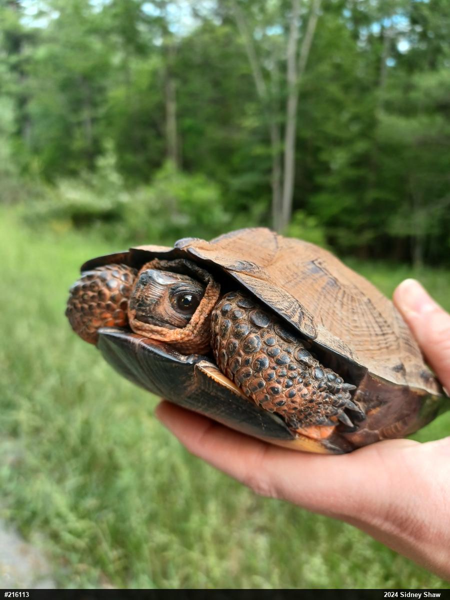 Wood Turtle
