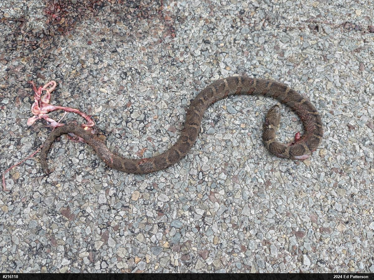 Northern Watersnake