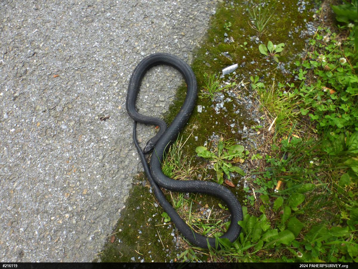Eastern Ratsnake